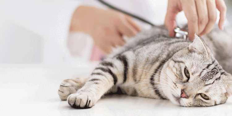 If the cat has a fever – causes, symptoms and treatment