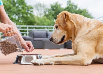 Dog not eating: All causes, tips and solutions