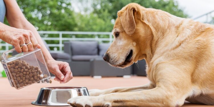 Dog not eating: All causes, tips and solutions