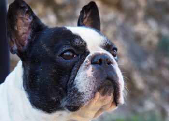 French bulldog