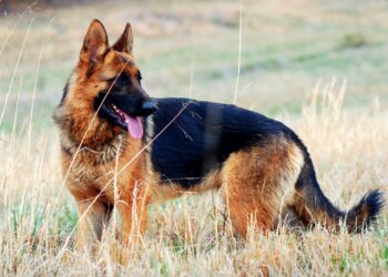 German shepherd dog