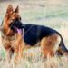 German shepherd dog