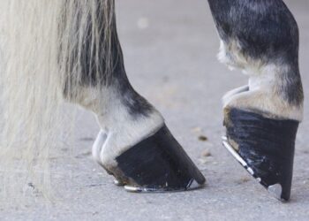 Hoof cancer