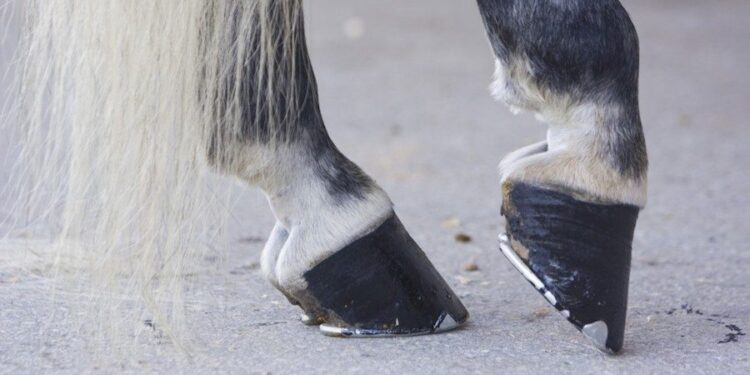 Hoof cancer