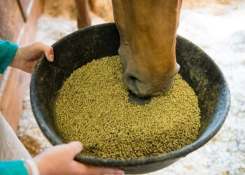 Mineral feed for horses