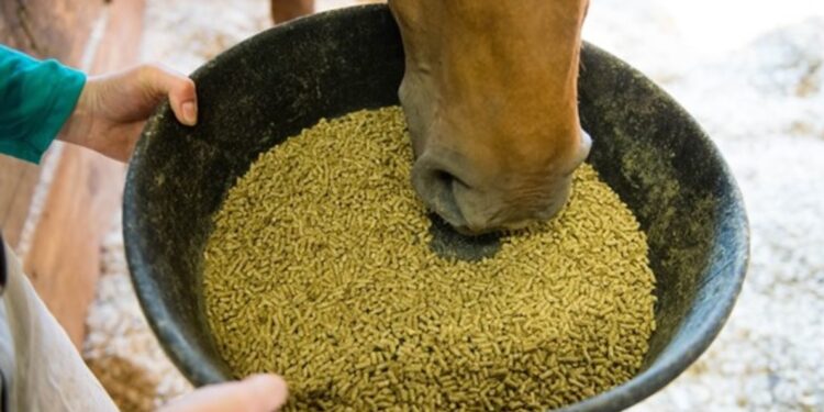 Mineral feed for horses