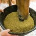 Mineral feed for horses