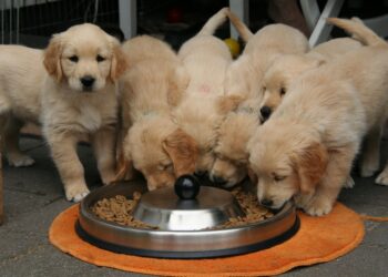 Finding the right puppy food