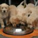 Finding the right puppy food