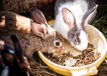 Rabbit Food
