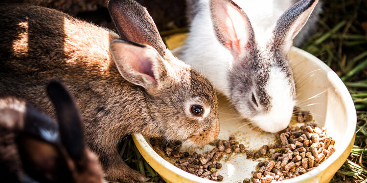 Rabbit Food