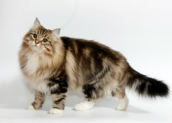 Siberian forest cat