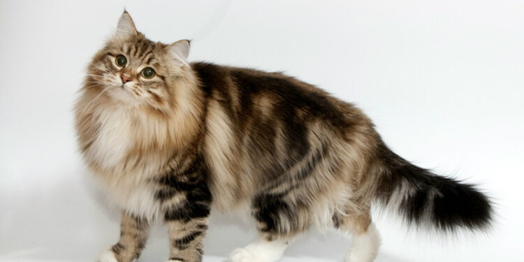 Siberian forest cat
