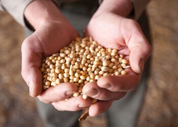 Soybean meal for horses