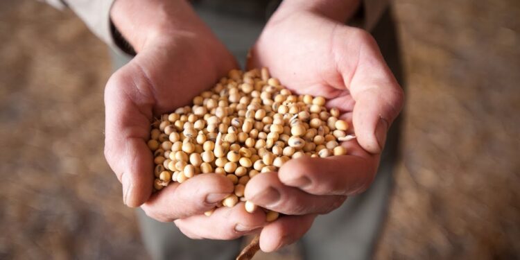 Soybean meal for horses