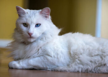 Turkish Angora