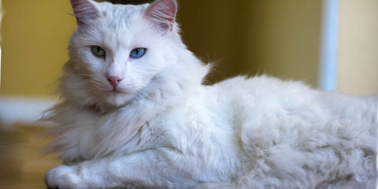 Turkish Angora