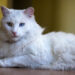 Turkish Angora