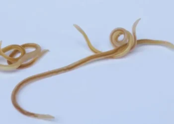 Natural treatments for cat worms