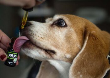 Effect of CBD oil for dogs