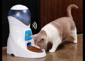 feeder for the cat