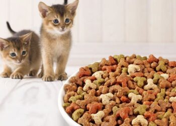 ingredients make good cat food