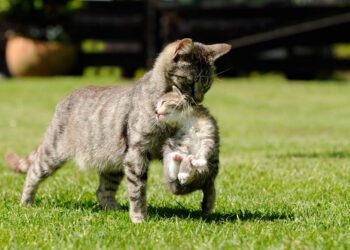 mother cat reject their young