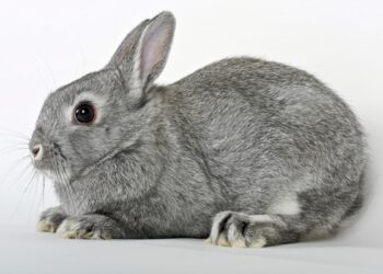 Dwarf Dutch Rabbit