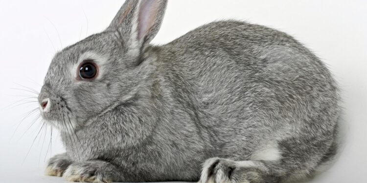 Dwarf Dutch Rabbit