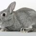 Dwarf Dutch Rabbit