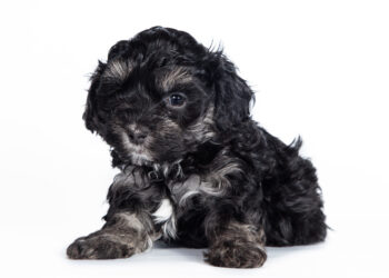 Maltipoo Black And White