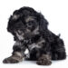 Maltipoo Black And White