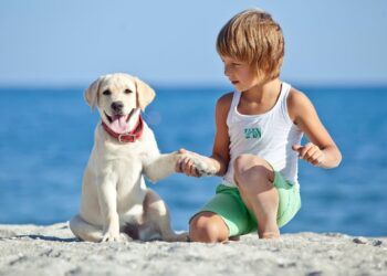 Small Dogs For Children