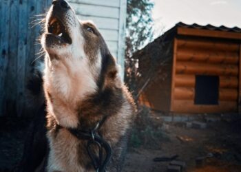 Why Dogs Howl