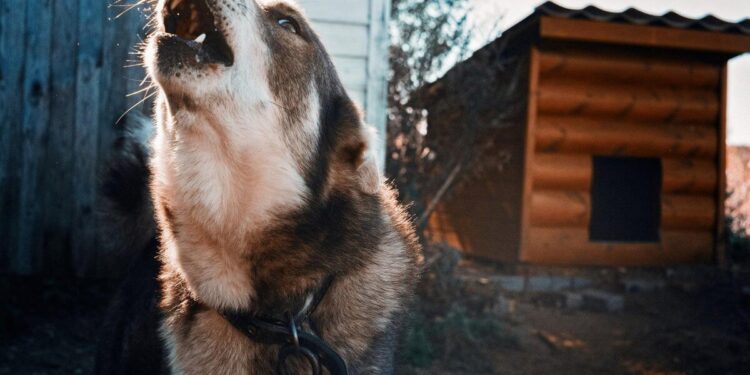 Why Dogs Howl