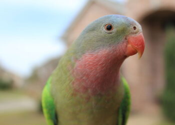 Names For Male Parrots