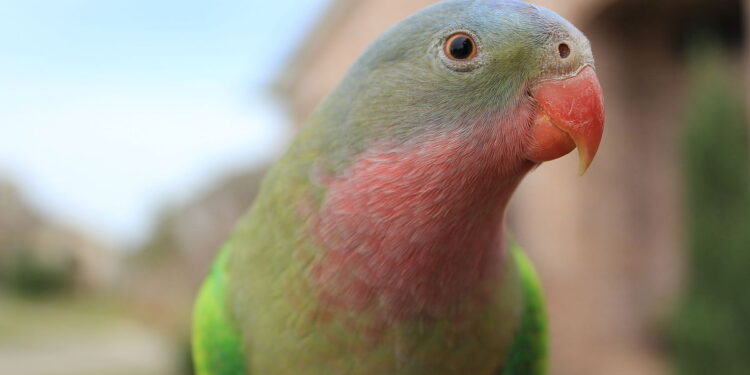 Names For Male Parrots