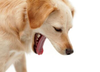 Cough In Dogs