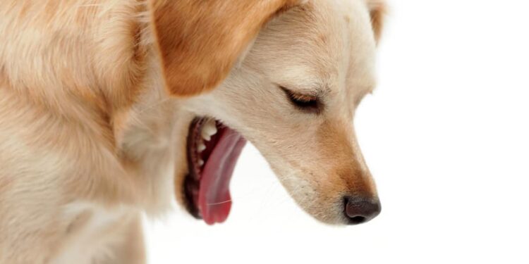 Cough In Dogs