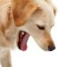 Cough In Dogs