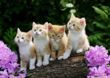 Cute Cats