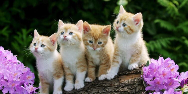 Cute Cats