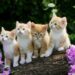 Cute Cats