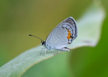 How Long Does A Butterfly Live?