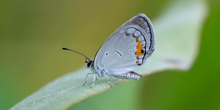 How Long Does A Butterfly Live?