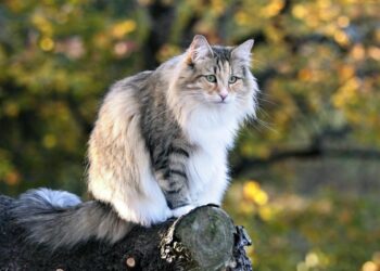 Rare Cat Breeds