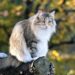 Rare Cat Breeds