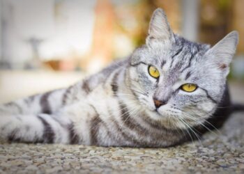 Russian White, Black, And Tabby