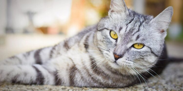 Russian White, Black, And Tabby