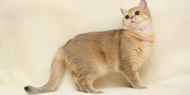 Golden British Shorthair